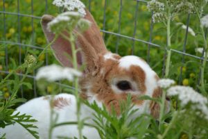 Frecked Rabbit freckles | Heartland Rabbit Rescue