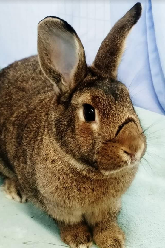 leo Heartland Rabbit Rescue