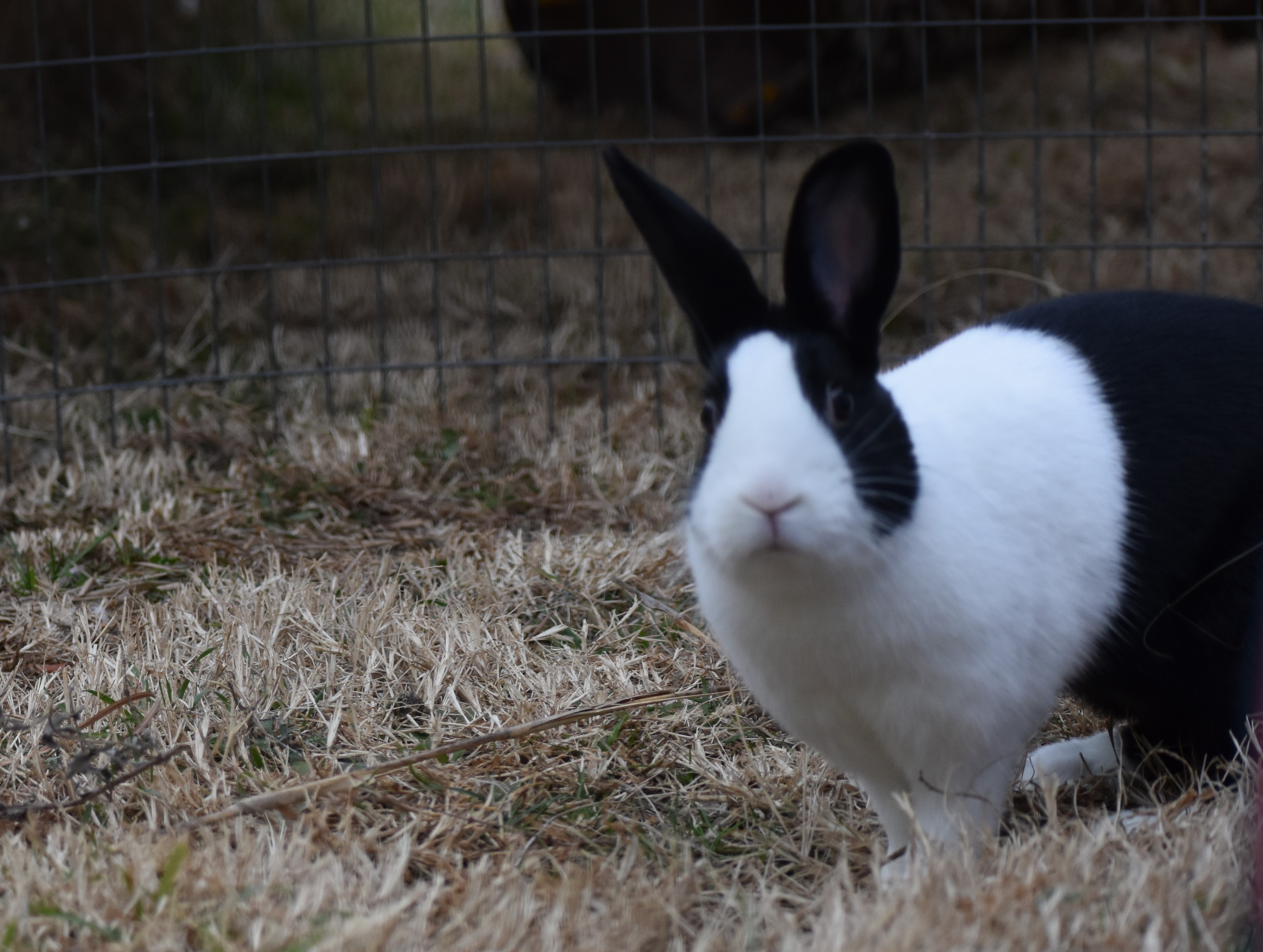 DSC_0058 | Heartland Rabbit Rescue