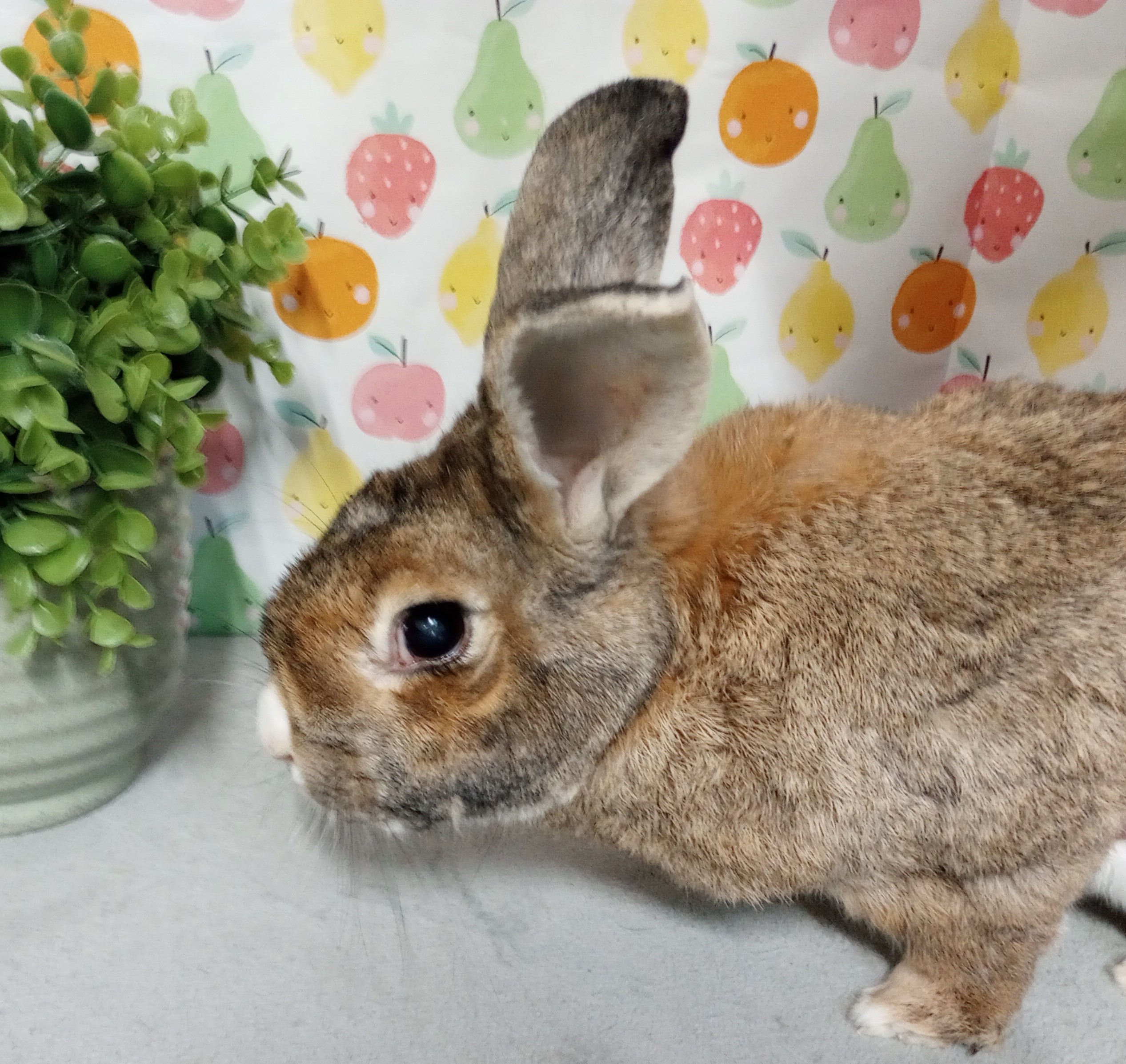 Joker 23 a | Heartland Rabbit Rescue