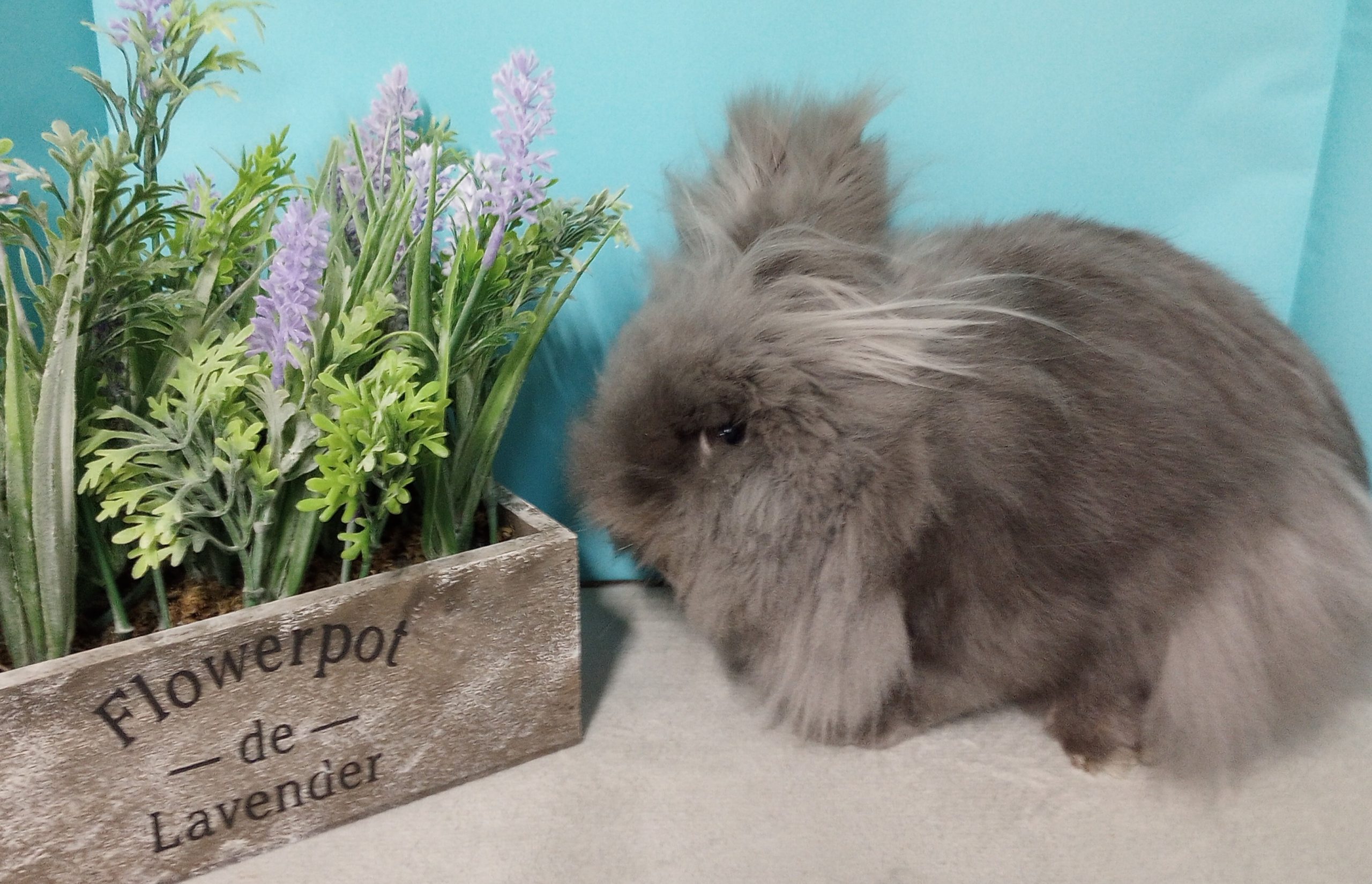 Yogi 23 a | Heartland Rabbit Rescue