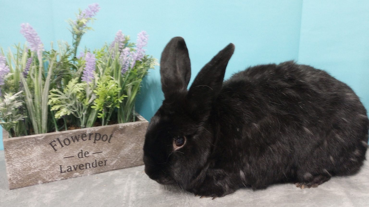 Flynn Rabbit Adoptable Rabbits