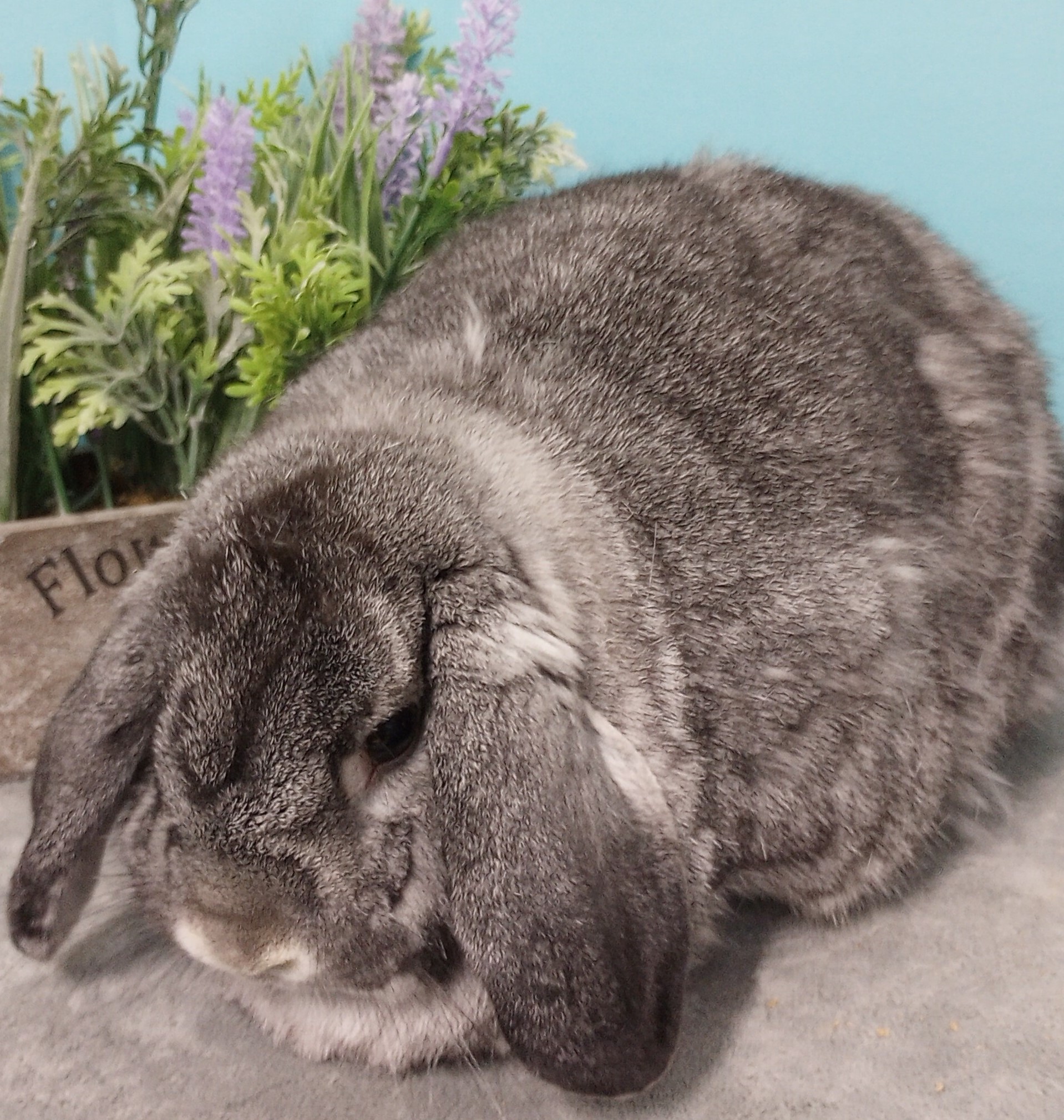 Roco Blue 23a | Heartland Rabbit Rescue