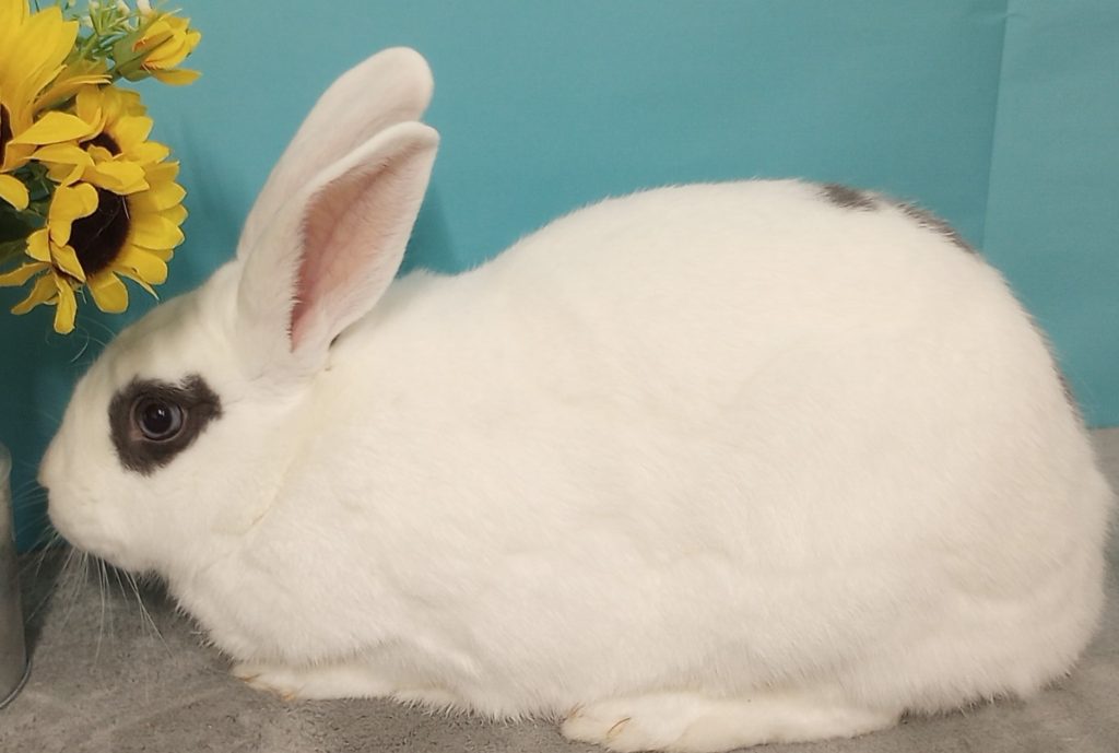 Wanda Rabbit Hopsch Adoptable Rabbits